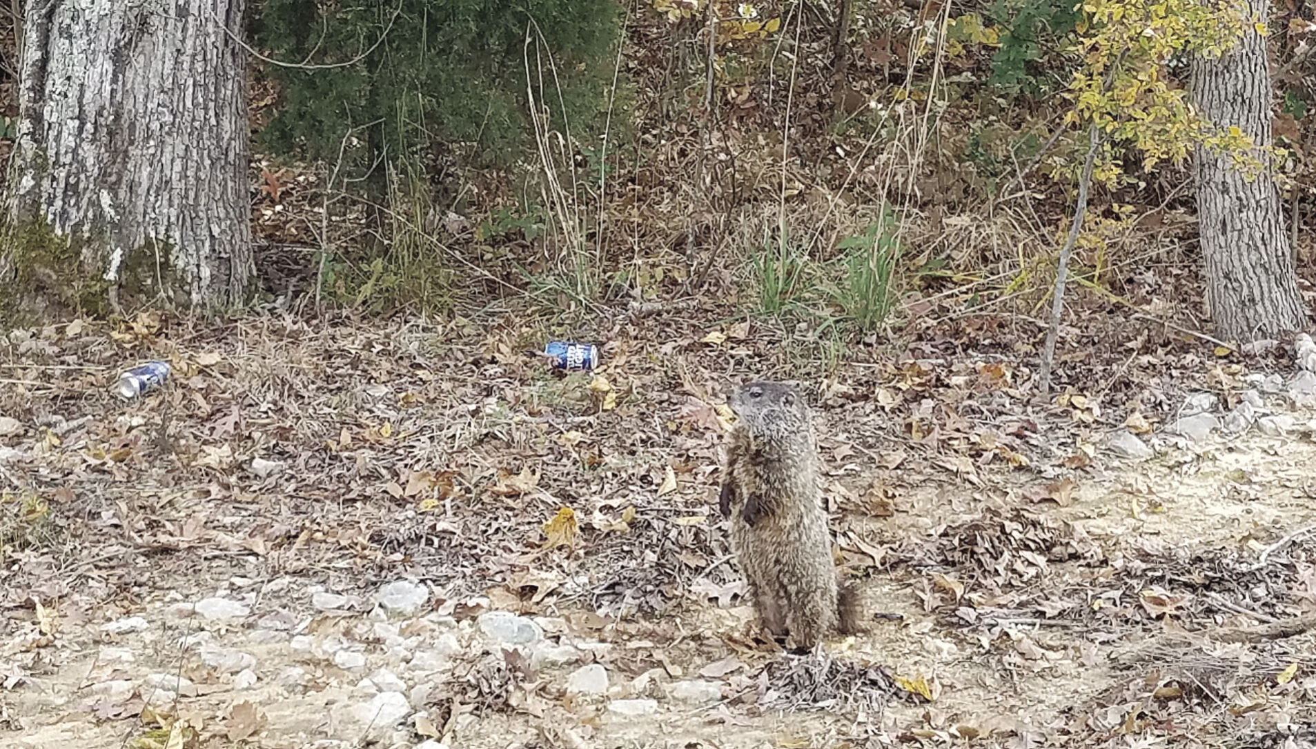 Woody the Woodchuck